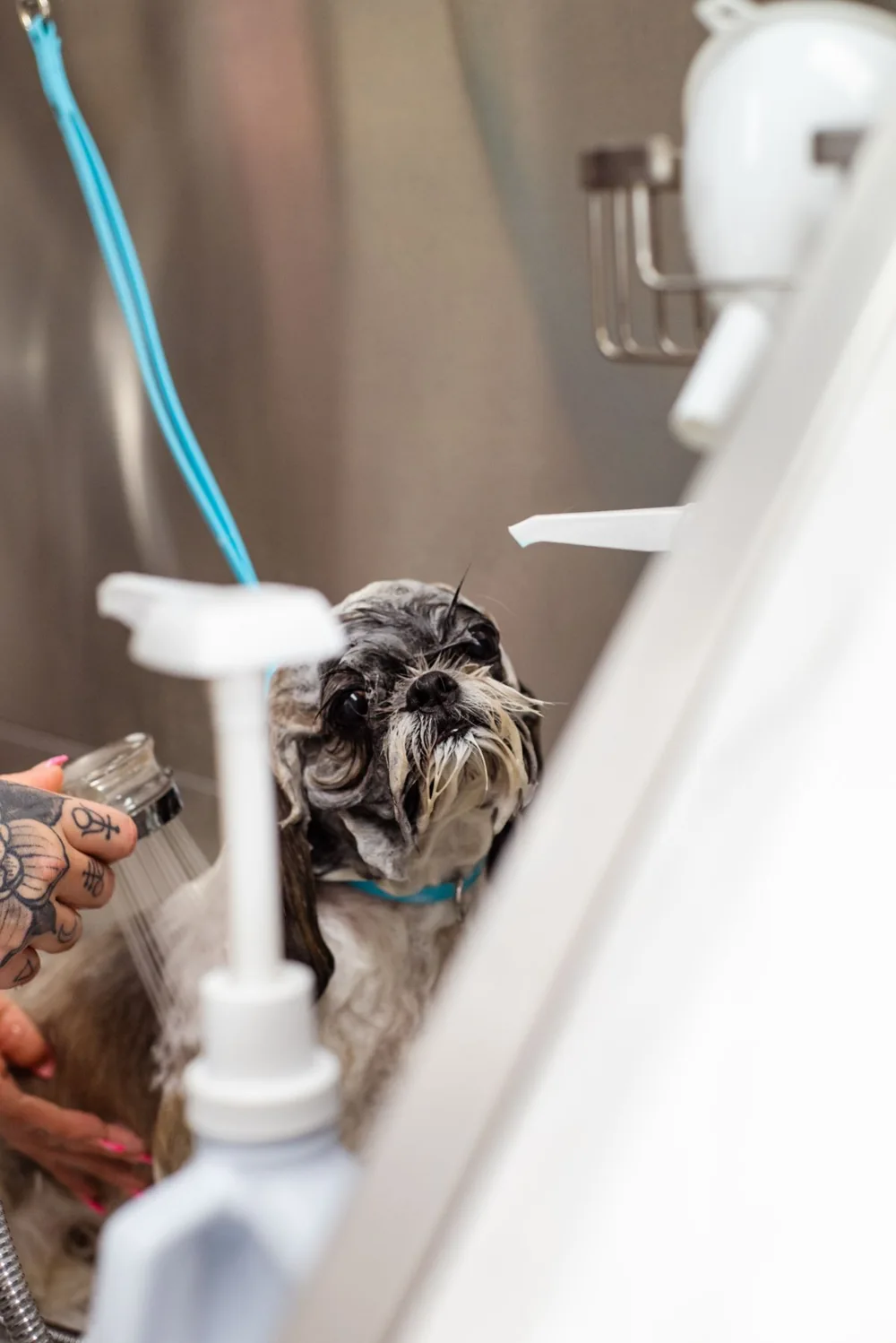 Perro pequeño durante un baño, con una mano que sostiene la ducha. Fotografía de ambientación.