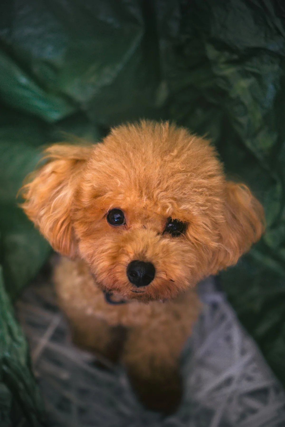 Retrato de un pequeño perro de pelo rizado color canela, entre telas verdes.